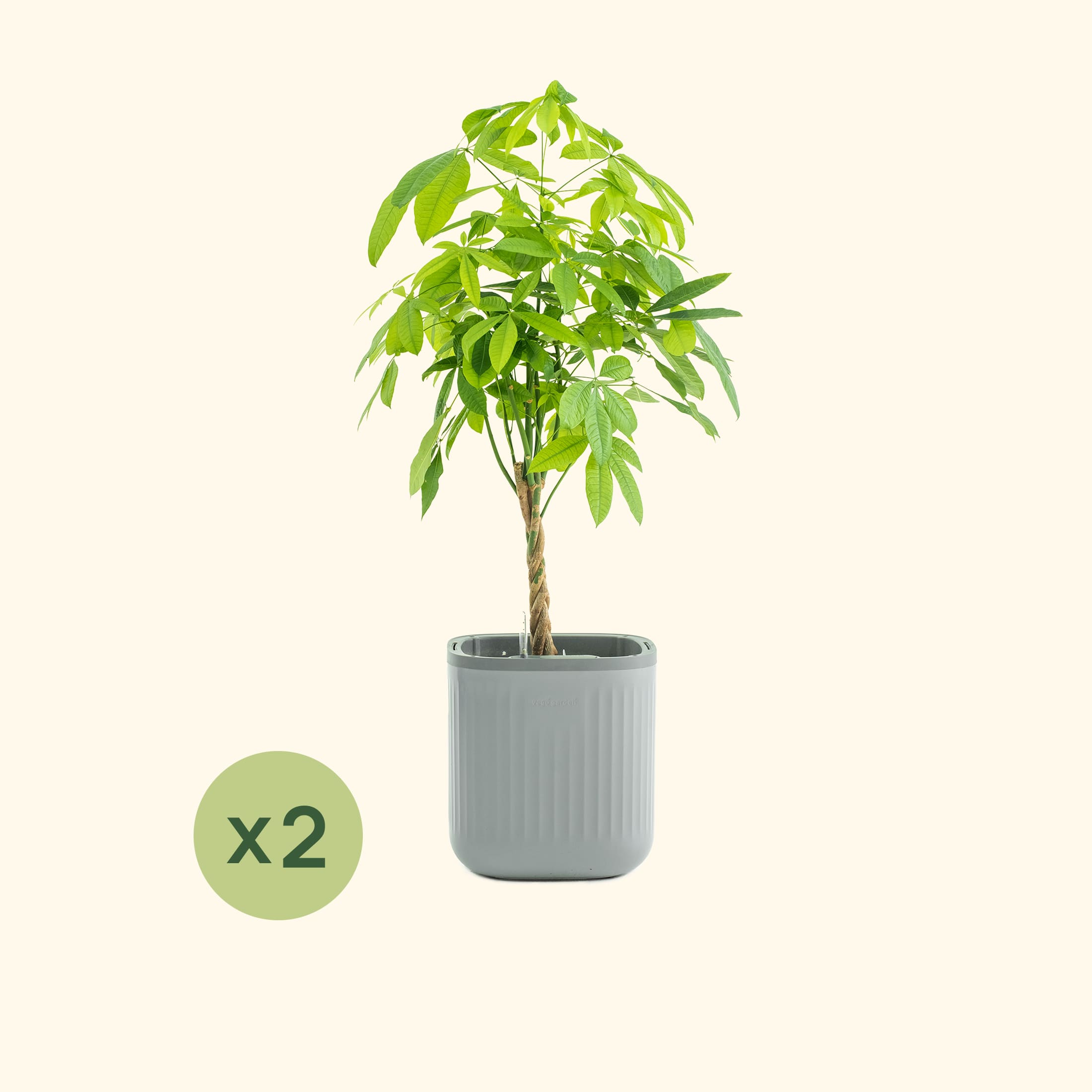 EZ Self-Watering Home Planter | Vego Garden
