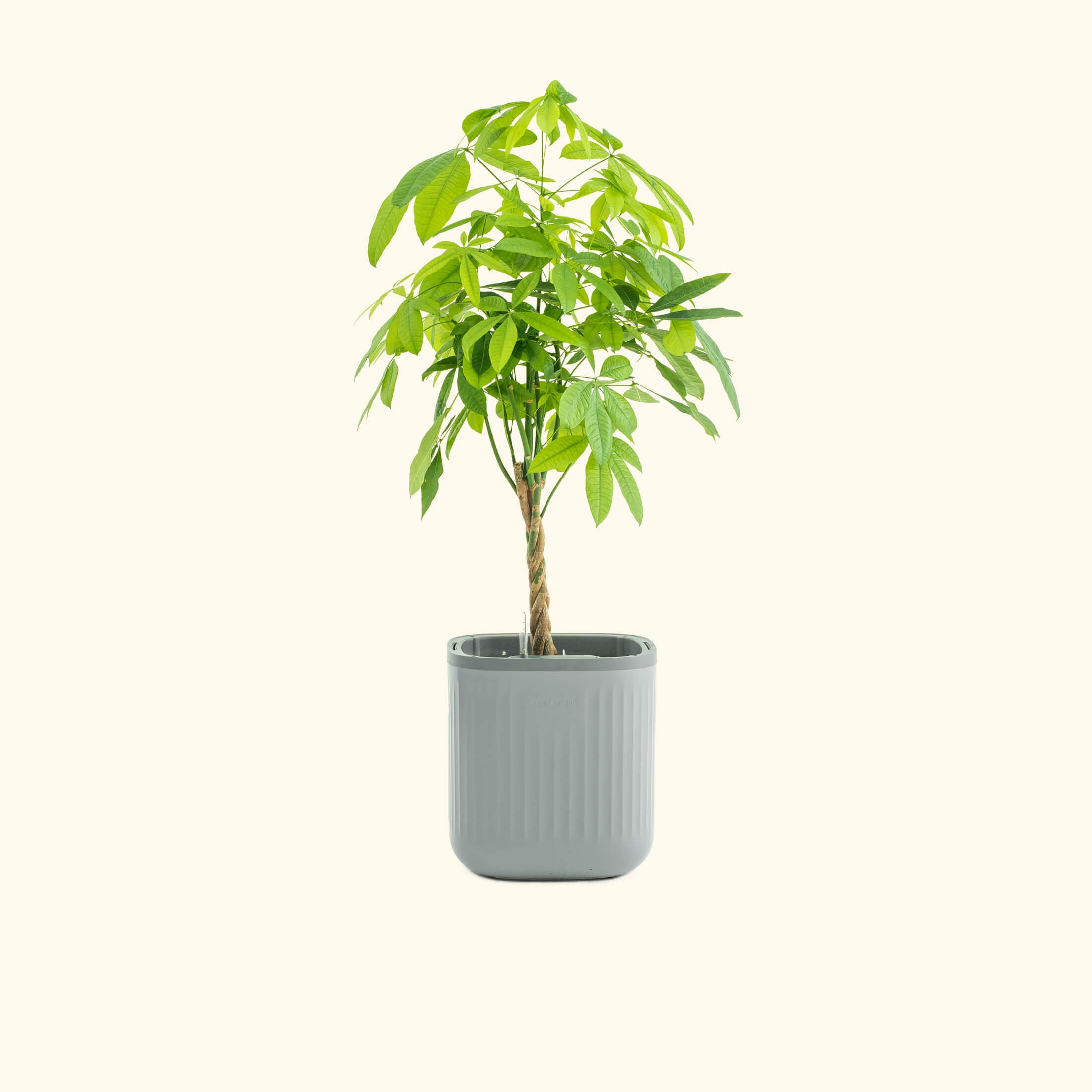 EZ Self-Watering Home Planter | Vego Garden