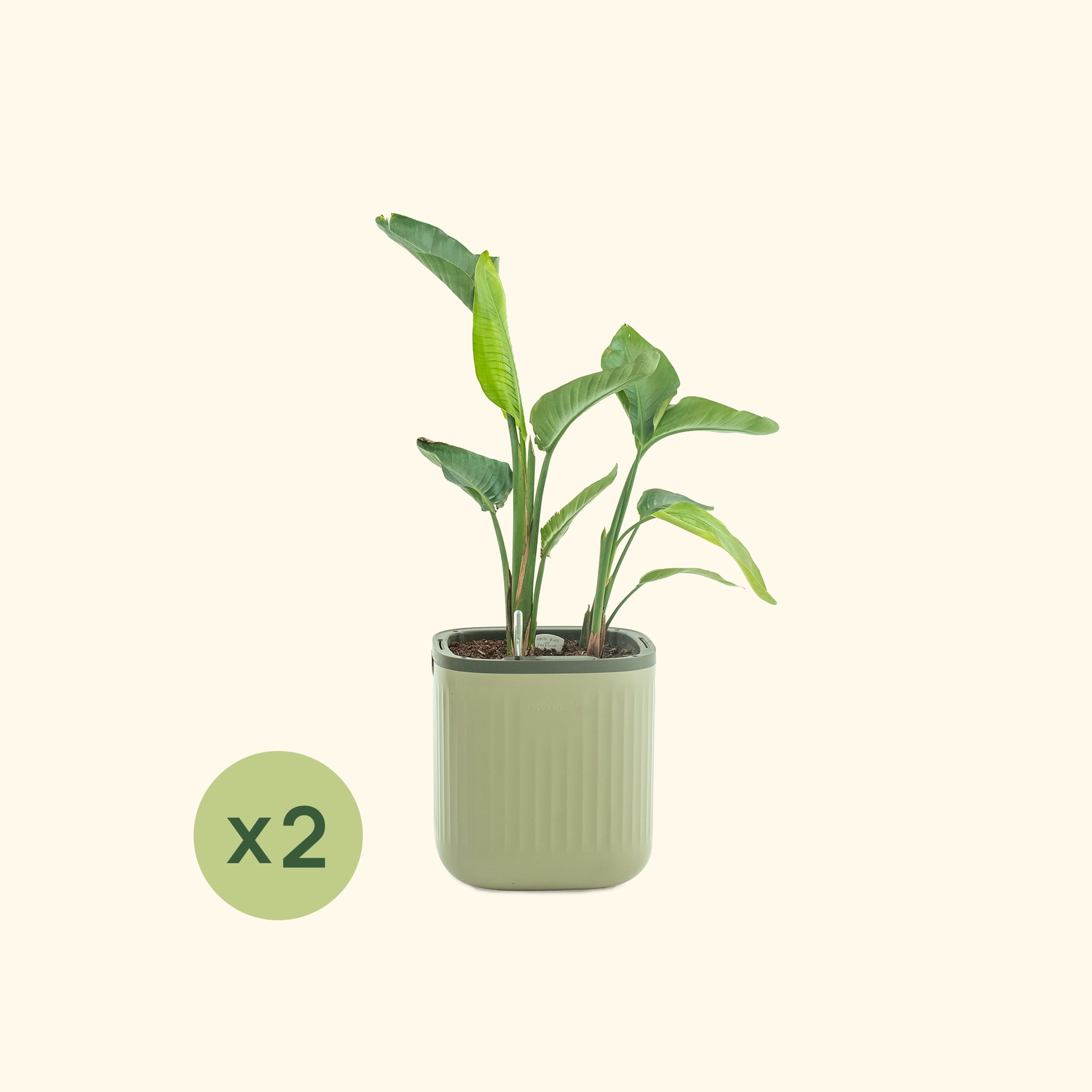 EZ Self-Watering Home Planter | Vego Garden