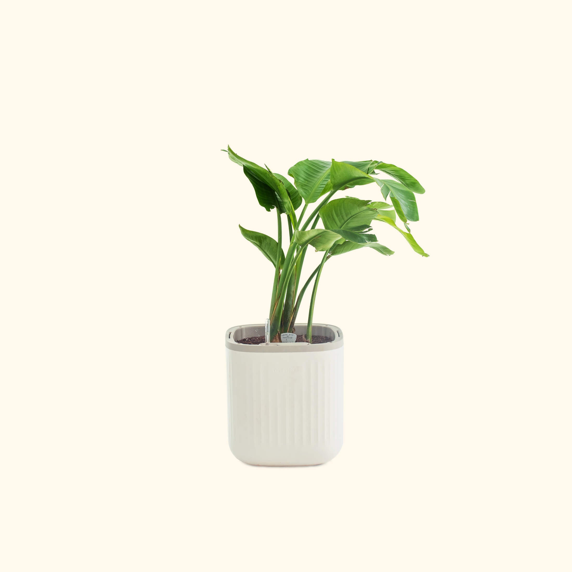 EZ Self-Watering Home Planter | Vego Garden