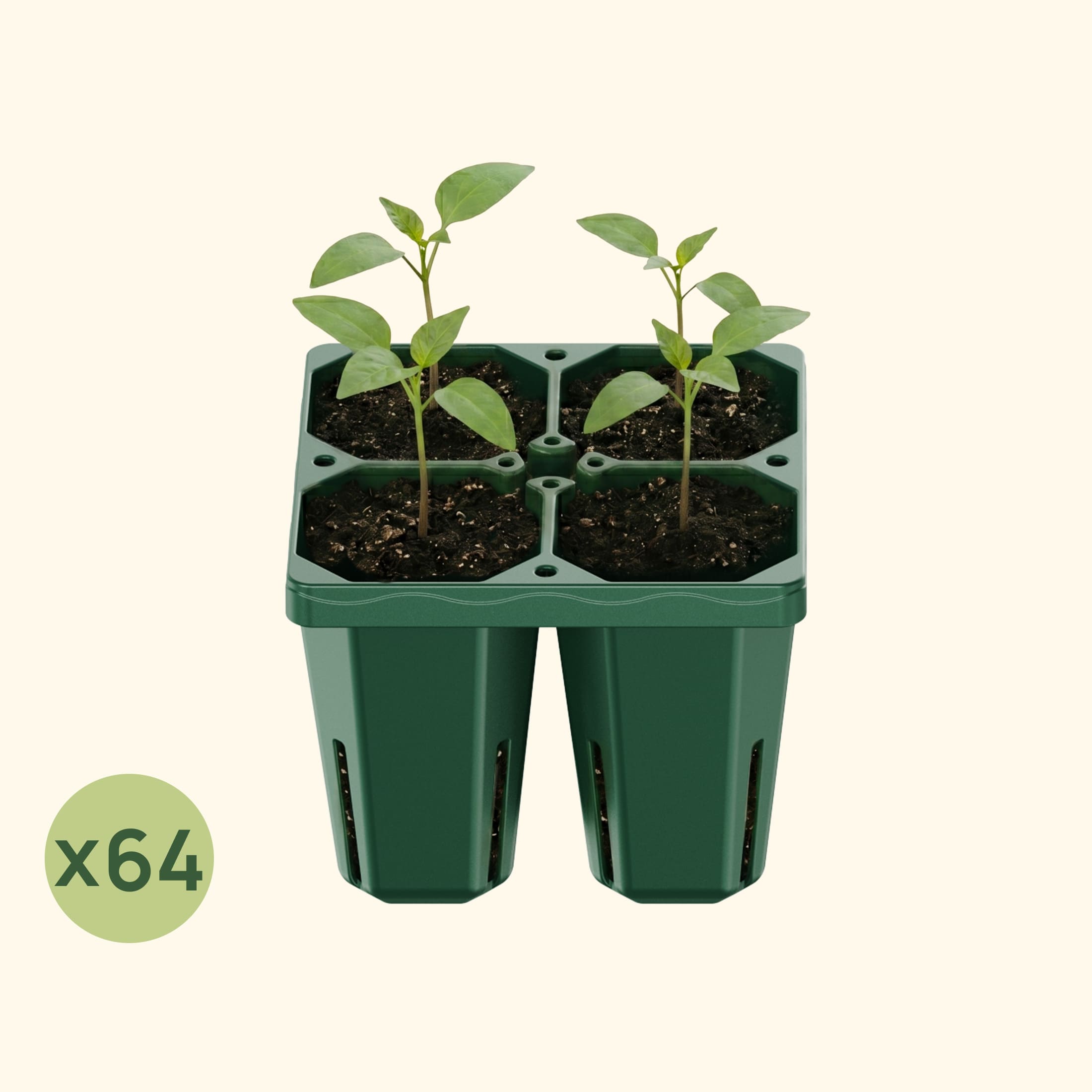 Jumbo Seedling Tray - 5" x 5" | Vego Garden