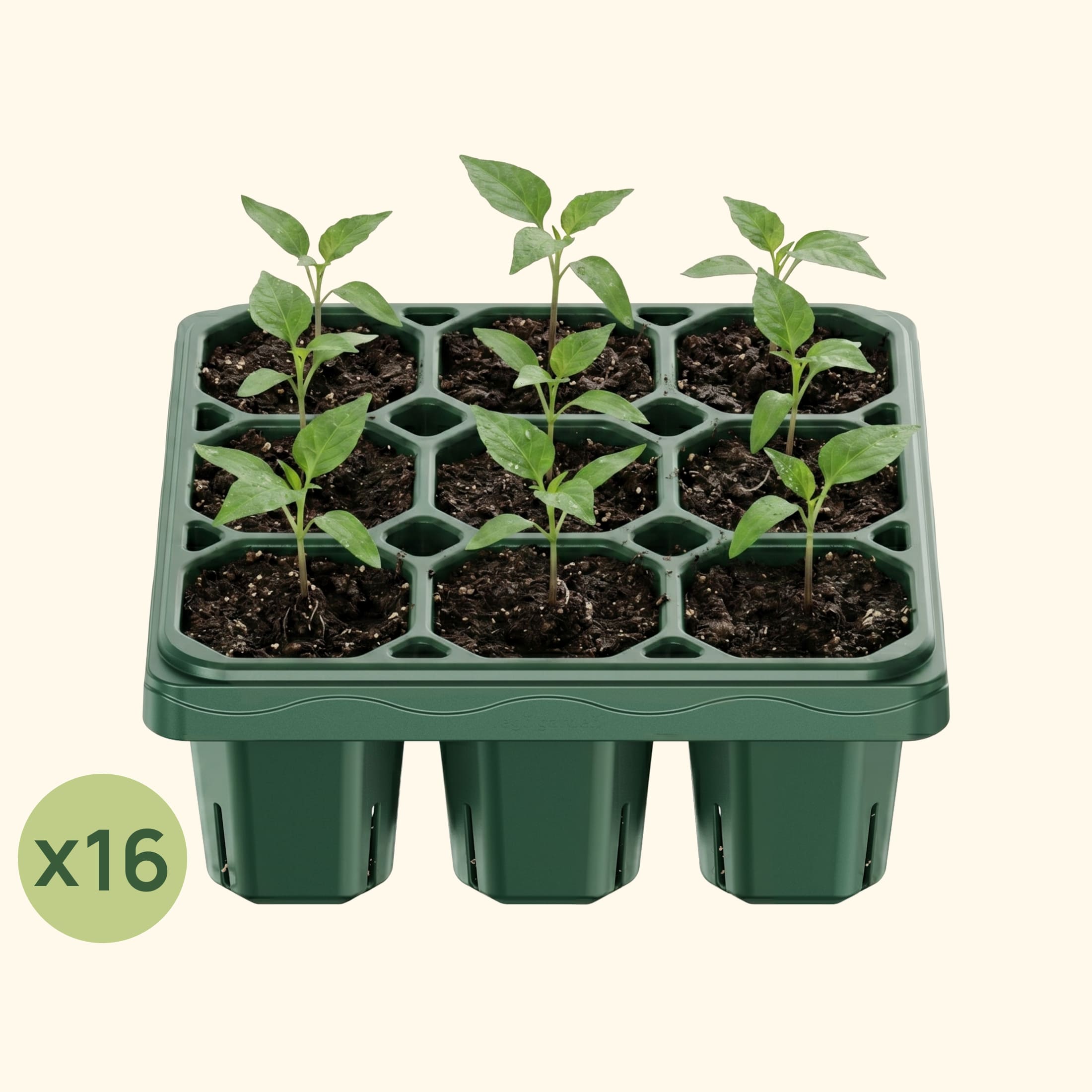 Giga Seedling Tray - 10" x 10" | Vego Garden