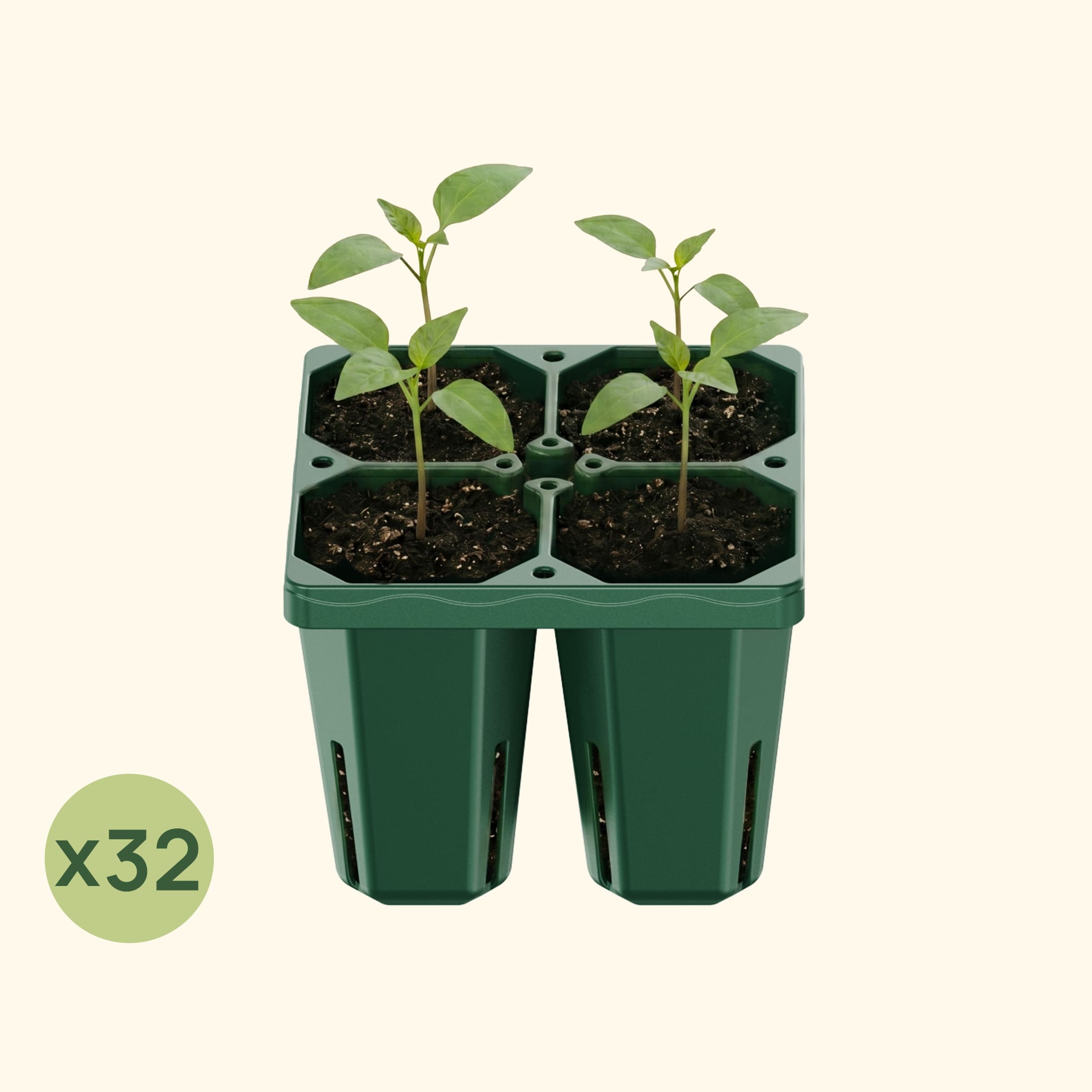 Jumbo Seedling Tray - 5" x 5" | Vego Garden