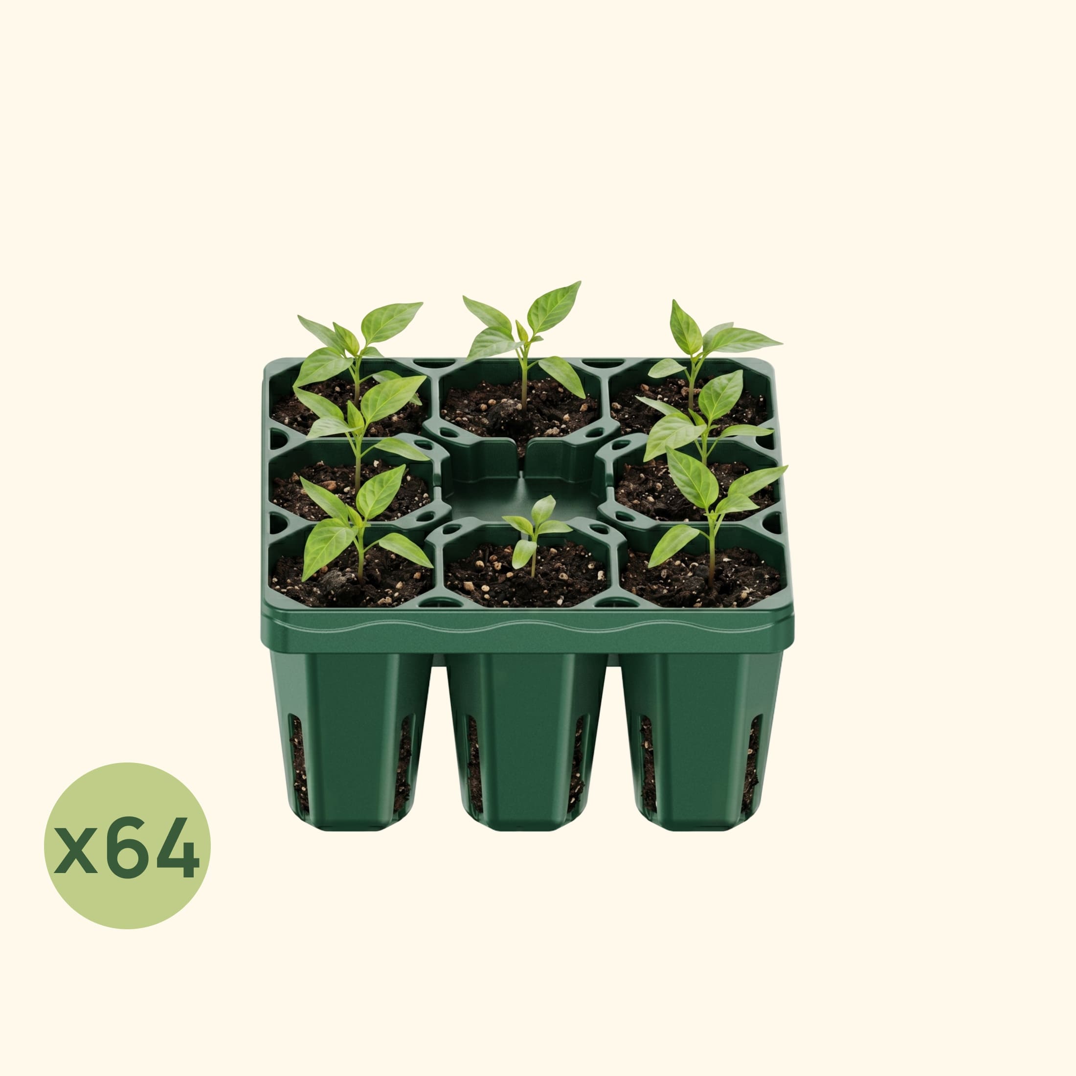 Standard Seedling Tray - 5" x 5" | Vego Garden