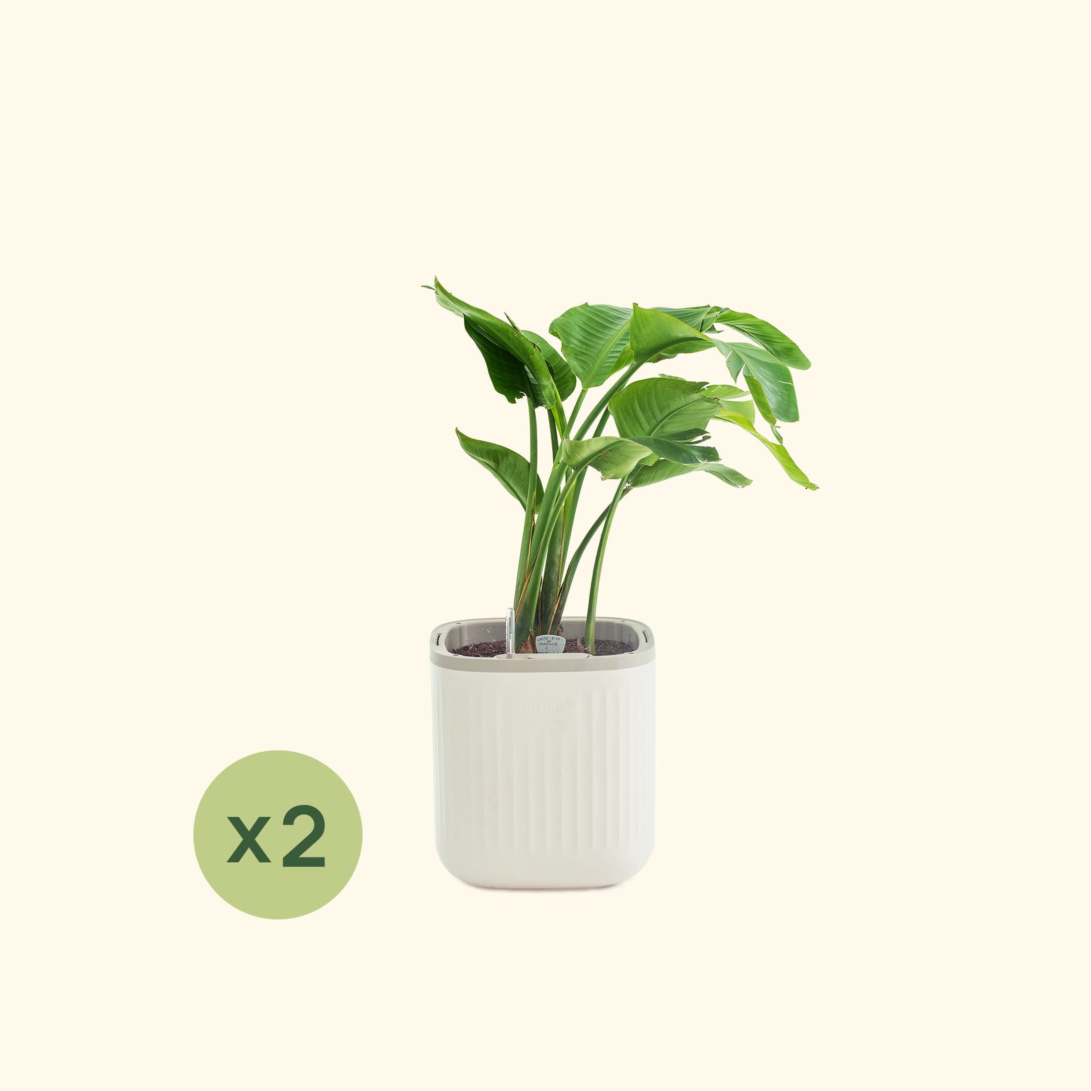 EZ Self-Watering Home Planter | Vego Garden